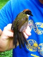 Arremon brunneinucha