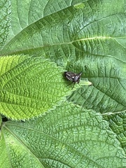 Alcimocoris japonensis