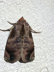 Hemicephalis