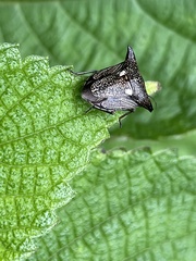 Alcimocoris japonensis