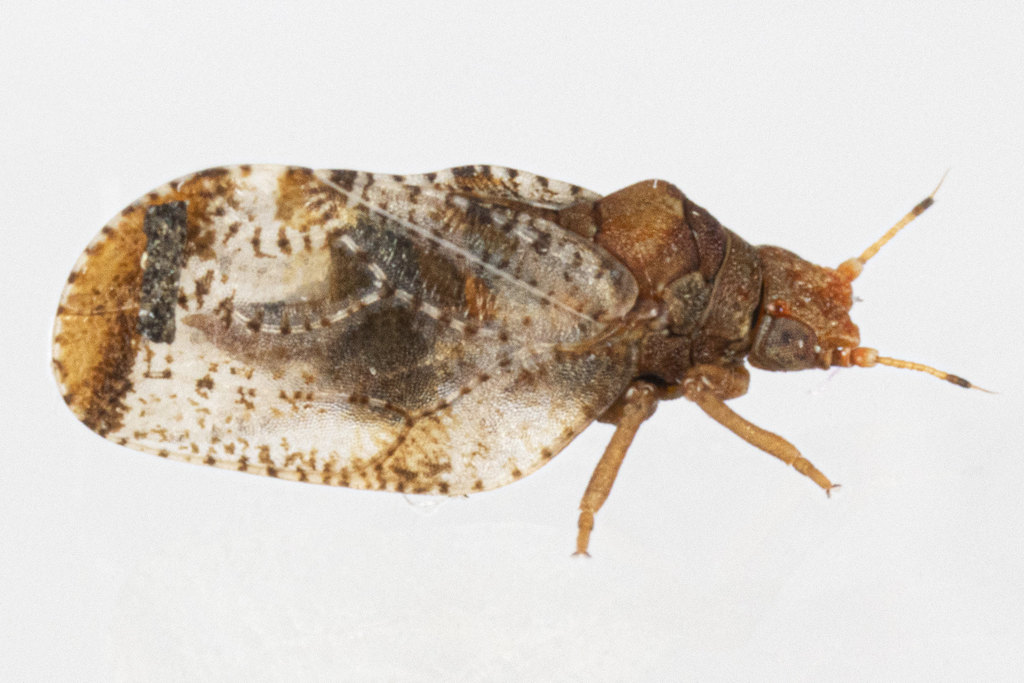 Liviidae