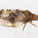 Liviidae - Photo (c) solomon hendrix, some rights reserved (CC BY-NC), uploaded by solomon hendrix