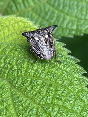 Alcimocoris japonensis