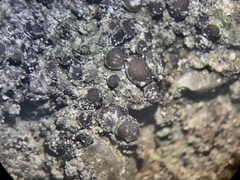 Pyrenodesmia atroalba