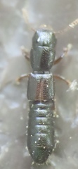 Osoriinae