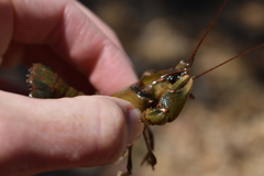 Cambarus coosae