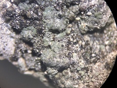 Pyrenodesmia atroalba