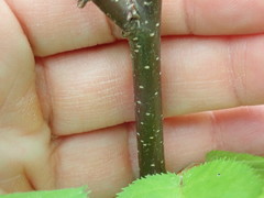 Eriophyes betulae