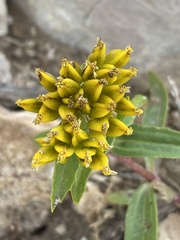 Flaveria campestris