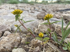 Flaveria campestris