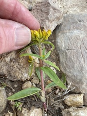 Flaveria campestris