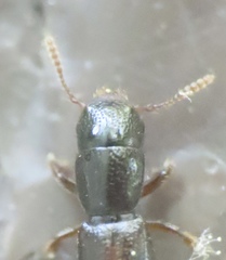 Osoriinae