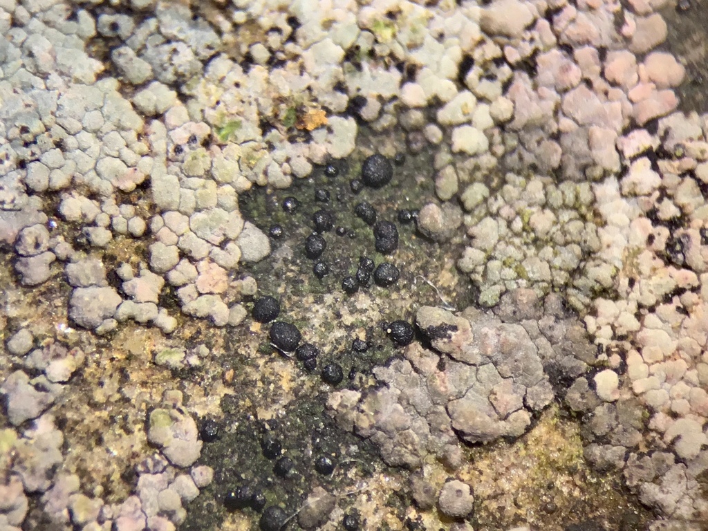 Umber Dot Lichen