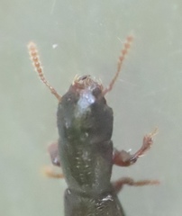Osoriinae