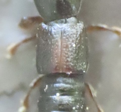 Osoriinae