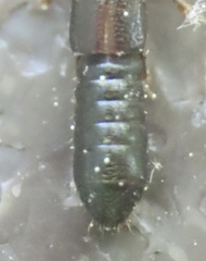 Osoriinae