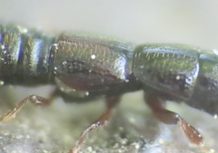 Osoriinae