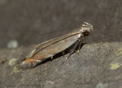 Battaristis nigratomella