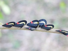 Membracis sanguineoplaga