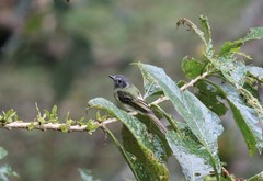 Leptopogon superciliaris