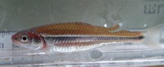 Notropis baileyi