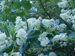 Ceanothus velutinus