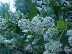 Ceanothus velutinus