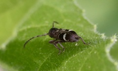 Psenocerus supernotatus