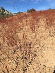 Eriogonum clavatum