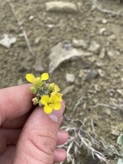 Physaria montana