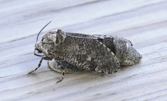 Prionoxystus macmurtrei