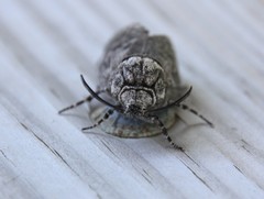 Prionoxystus macmurtrei