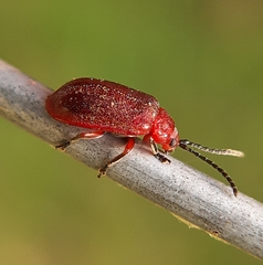 Tricholochmaea cavicollis