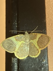 Opisthoxia asopis