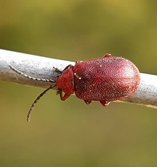 Tricholochmaea cavicollis