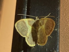 Opisthoxia asopis