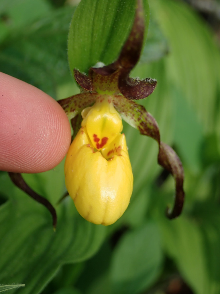 Cypripedium parviflorum Salisb.