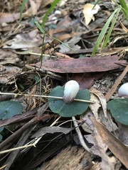 Corybas barbarae