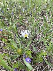 Townsendia grandiflora