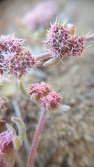 Chorizanthe cuspidata cuspidata