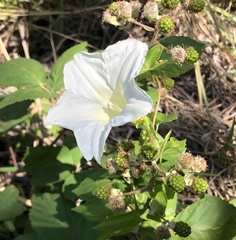 Calystegia sepium limnophila