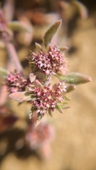 Chorizanthe cuspidata cuspidata