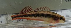 Etheostoma duryi