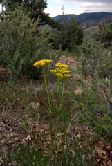 Harbouria trachypleura