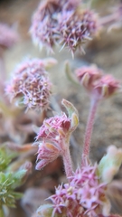 Chorizanthe cuspidata cuspidata