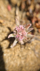 Chorizanthe cuspidata cuspidata