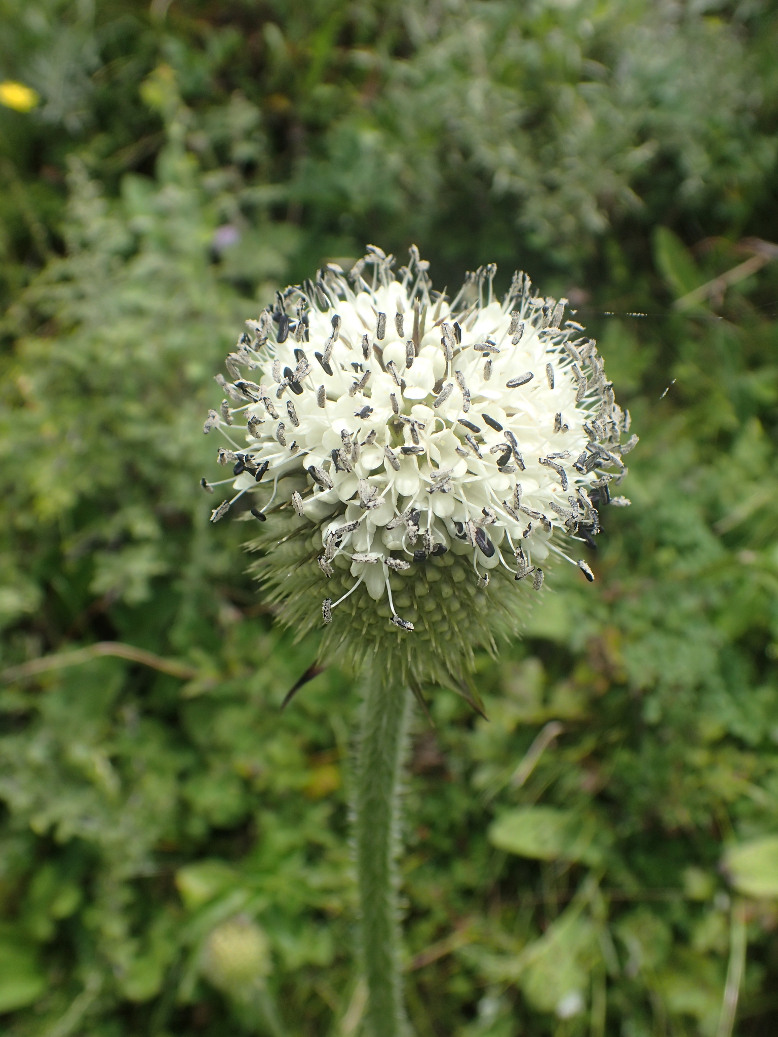 Dipsacus chinensis