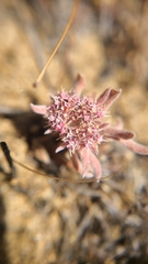 Chorizanthe cuspidata cuspidata