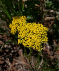 Harbouria trachypleura