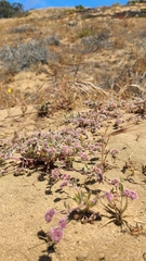 Chorizanthe cuspidata cuspidata